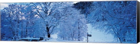 Framed Snow Covered Trees, Ramsau Germany Print