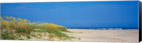 Framed Sea oat grass on the beach, Charleston, South Carolina, USA Print