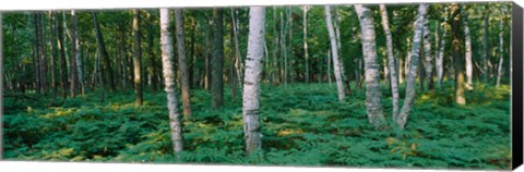 Framed Birch Trees in Forest Print