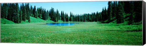 Framed Trees in a forest, Lakes, Alaska, USA Print