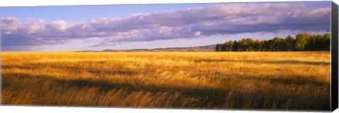 Framed Crop in a field, Last Dollar Road, Dallas Divide, Colorado, USA Print