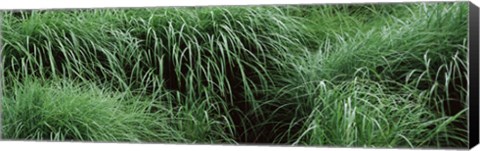 Framed Close-up of Fall-Blooming Reed Grass (Calamagrostis brachytricha) Print