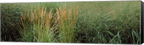 Framed Close-up of Feather Reed Grass (Calamagrostis x acutiflora) Print