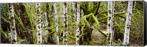 Framed Mossy Birch trees in a forest, Lake Crescent, Olympic Peninsula, Washington State, USA Print