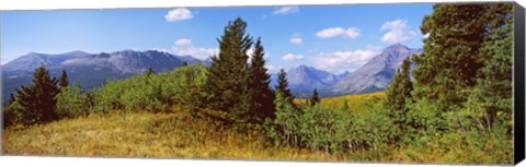 Framed Trees with mountains in the background, Looking Glass, US Glacier National Park, Montana, USA Print