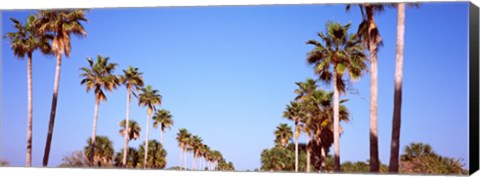 Framed Low angle view of palm trees, Fort De Soto Par, Gulf Coast, Florida, USA Print