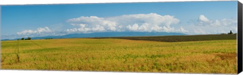 Framed Rapeseed field, Route de Manosque, Plateau de Valensole, Alpes-de-Haute-Provence, Provence-Alpes-Cote d&#39;Azur, France Print