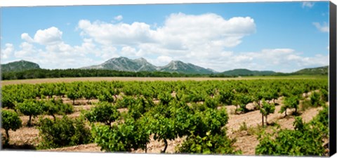 Framed Vineyard, Les Baux de Provence, Eyguieres, Bouches-du-Rhone, Provence-Alpes-Cote d&#39;Azur, France Print