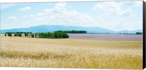 Framed Wheat field near D8, Plateau de Valensole, Alpes-de-Haute-Provence, Provence-Alpes-Cote d&#39;Azur, France Print