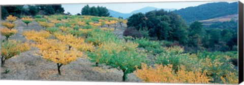 Framed Cherry trees in an orchard, Provence-Alpes-Cote d&#39;Azur, France Print