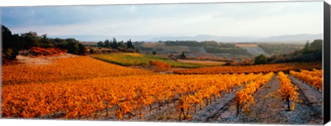 Framed Vineyards in the late afternoon autumn light, Provence-Alpes-Cote d&#39;Azur, France Print