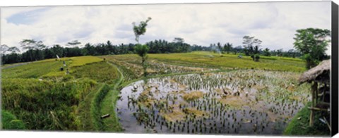 Framed Farmers working in a rice field, Bali, Indonesia Print