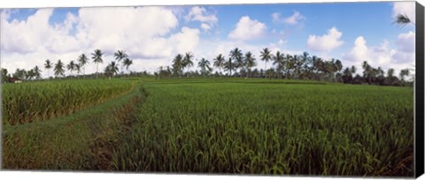 Framed Rice field, Bali, Indonesia Print