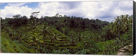 Framed Terraced rice field and Palm Trees, Flores Island, Indonesia Print