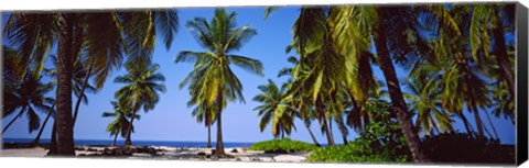 Framed Palm trees on the beach, Puuhonua O Honaunau National Historical Park, Hawaii, USA Print