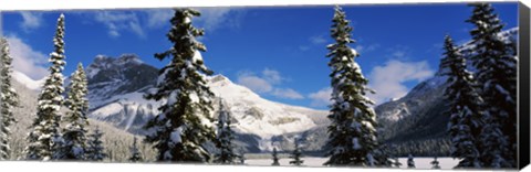 Framed Snow covered trees with mountain range in the background, Emerald Lake, Yoho National Park, Canada Print