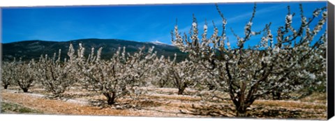 Framed Cherry blossom, Mont Ventoux, Provence-Alpes-Cote d&#39;Azur, France Print