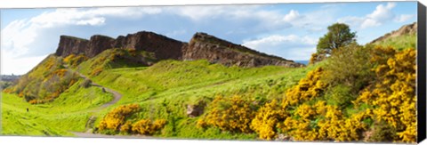 Framed Gorse bushes growing on Arthur&#39;s Seat, Edinburgh, Scotland Print