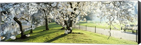 Framed Cherry blossom in St. James&#39;s Park, City of Westminster, London, England Print