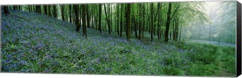 Framed Bluebell Wood near Beaminster, Dorset, England Print