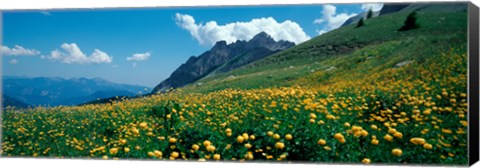 Framed Field of buttercup flowers, French Riviera, France Print