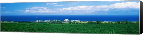 Framed Coffee Field at the oceanside, Maui, Hawaii, USA Print