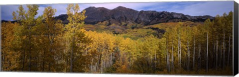 Framed Trees in autumn, Colorado Print