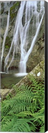 Framed Ferns and the Aber Falls, Abergwyngregyn, Gwynedd, Wales Print