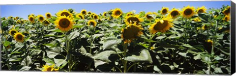 Framed Sunflower field, California, USA Print