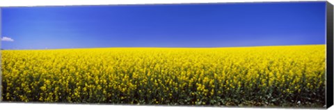 Framed Canola field in bloom, Idaho Print