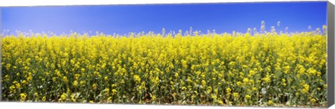 Framed Close up of Canola in bloom, Idaho Print