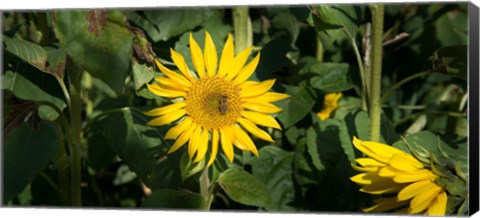 Framed Bee on sunflower, Baden-Wurttemberg, Germany Print