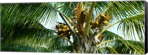 Framed Coconuts on a palm tree, Varadero, Matanzas Province, Cuba Print