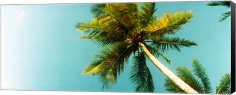 Framed Low angle view of palm tree, Morro De Sao Paulo, Tinhare, Cairu, Bahia, Brazil Print