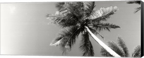 Framed Low angle view of palm trees, Morro De Sao Paulo, Tinhare, Cairu, Bahia, Brazil Print