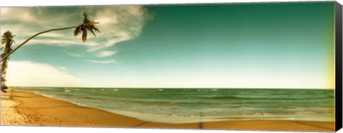 Framed Single leaning palm tree on the beach, Morro De Sao Paulo, Tinhare, Cairu, Bahia, Brazil Print