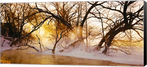 Framed Trees in a forest, Saint-Jean-sur-Richelieu, Quebec, Canada Print