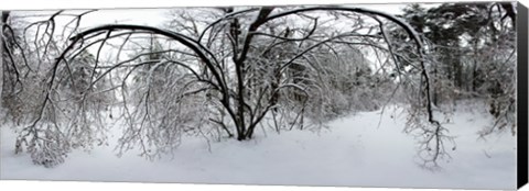 Framed Forest in winter, Saint-Jean-sur-Richelieu, Quebec, Canada Print