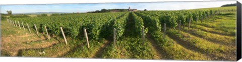 Framed Beaujolais vineyard, Montagny, Saone-Et-Loire, Burgundy, France Print