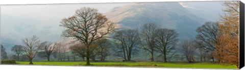 Framed Autumn trees with mountain in the background, Langdale, Lake District National Park, Cumbria, England Print