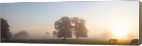 Framed Cattle grazing in field at misty sunrise, USK Valley, South Wales Print