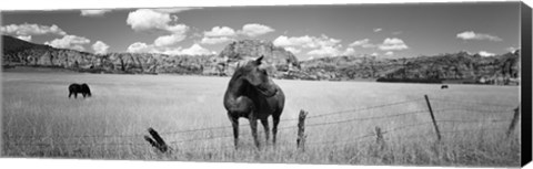 Framed Horses Grazing at Kolob Reservoir, Utah (black &amp; white) Print