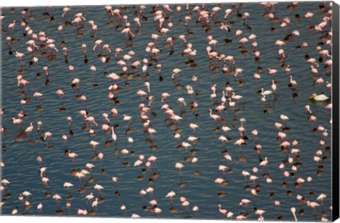 Framed Lesser Flamingo, Lake Nakuru, Kenya Print