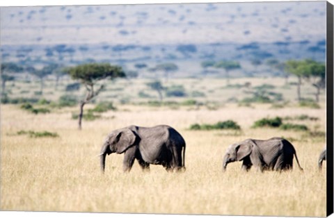 Framed African elephants (Loxodonta africana) walking in plains, Masai Mara National Reserve, Kenya Print