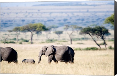 Framed African elephant (Loxodonta africana) with its calf walking in plains, Masai Mara National Reserve, Kenya Print