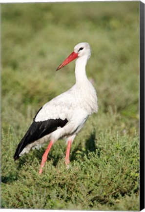 Framed White stork (Ciconia ciconia) in a field, Ngorongoro Crater, Ngorongoro, Tanzania Print