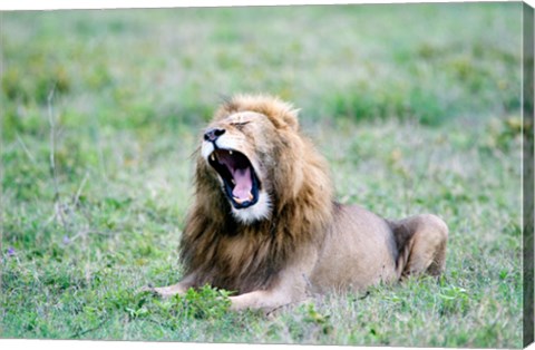 Framed Lion (Panthera leo) yawning in a field, Ngorongoro Crater, Ngorongoro, Tanzania Print