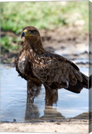 Framed Tawny Eagle, Ndutu, Ngorongoro, Tanzania Print