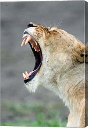 Framed Close-up of a lioness (Panthera leo), Ndutu, Ngorongoro, Tanzania Print