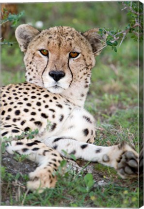 Framed Head of a Cheetah, Ndutu, Ngorongoro, Tanzania Print